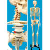 Free Ground Shipping - Full Sized (67 inch) Human Skeleton