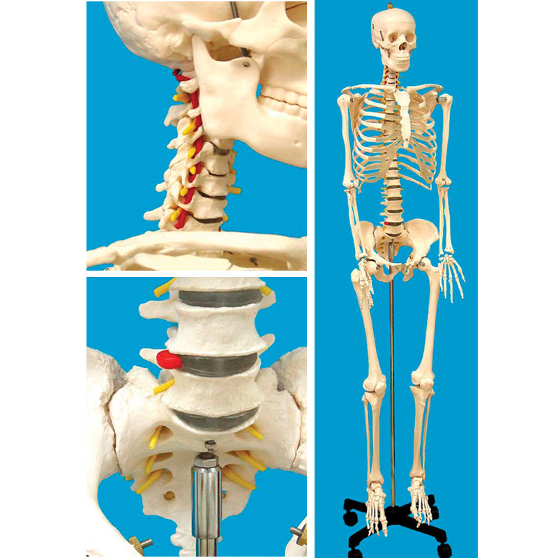 Free Ground Shipping - Full Sized (67 inch) Human Skeleton